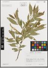 Foto von Salix L.